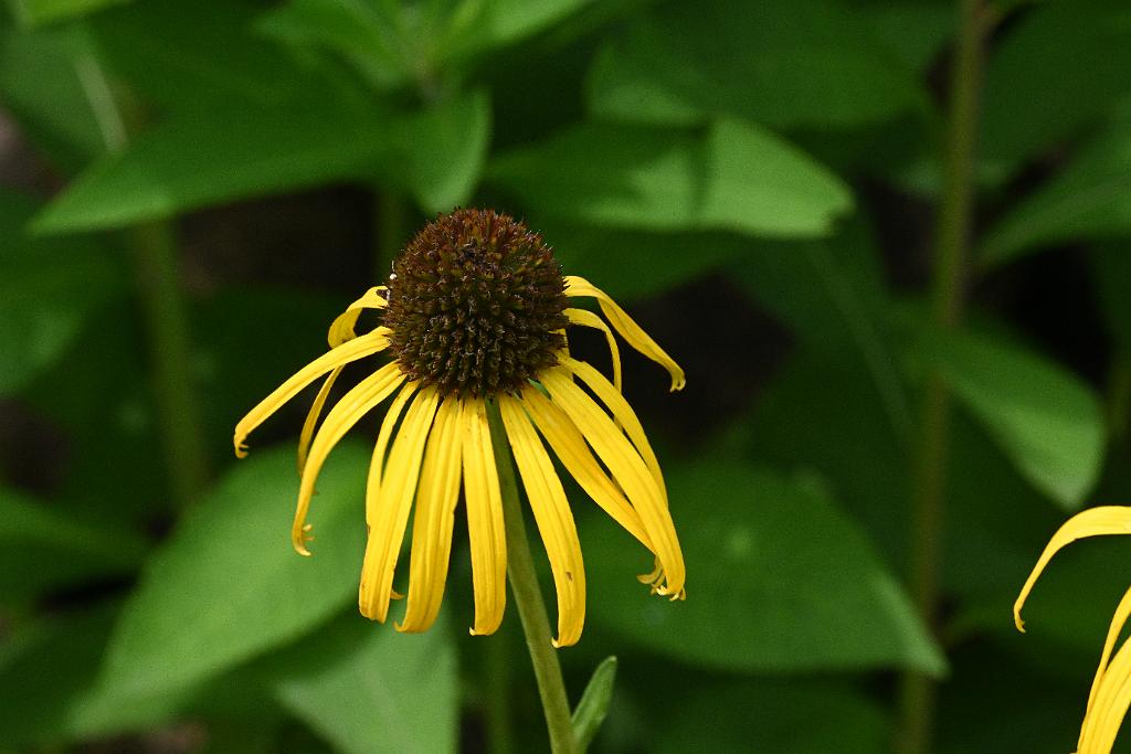 2025-07119542 Tower Hill Botanic Garden, MA.JPG - Yellow or Bush's Coneflower (Echinacea paradoxa). New England Botanic Garden at Tower Hill, MA, 7-11-2025